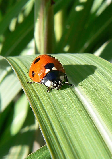Coccinelle