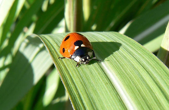 Ladybug