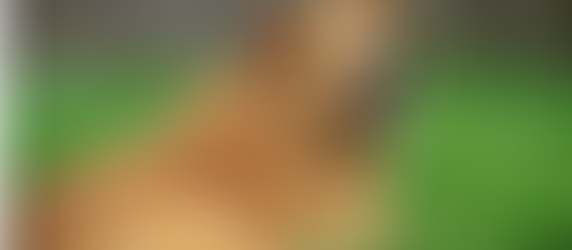 OBESITY in dogs; trickle-down effect from humans to Huskies (Part I and Part II)