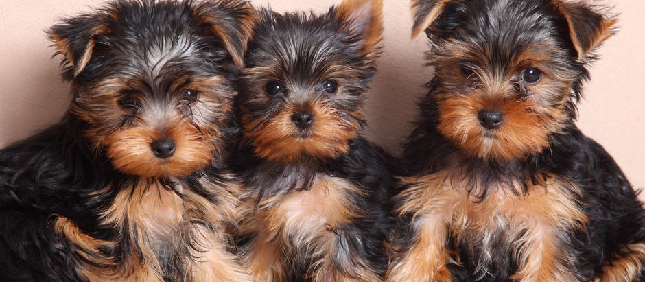 Skin health and integrity against environmental assault