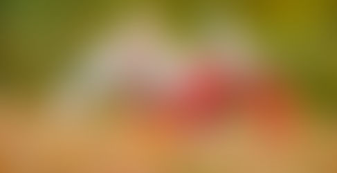 Build Better Bone Density in 12 Months