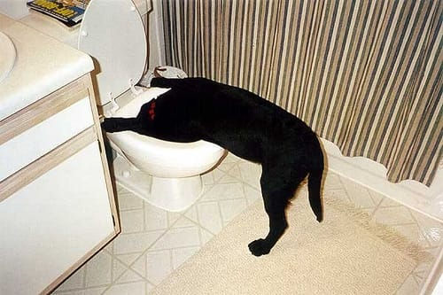 Foundation of longevity for our pets