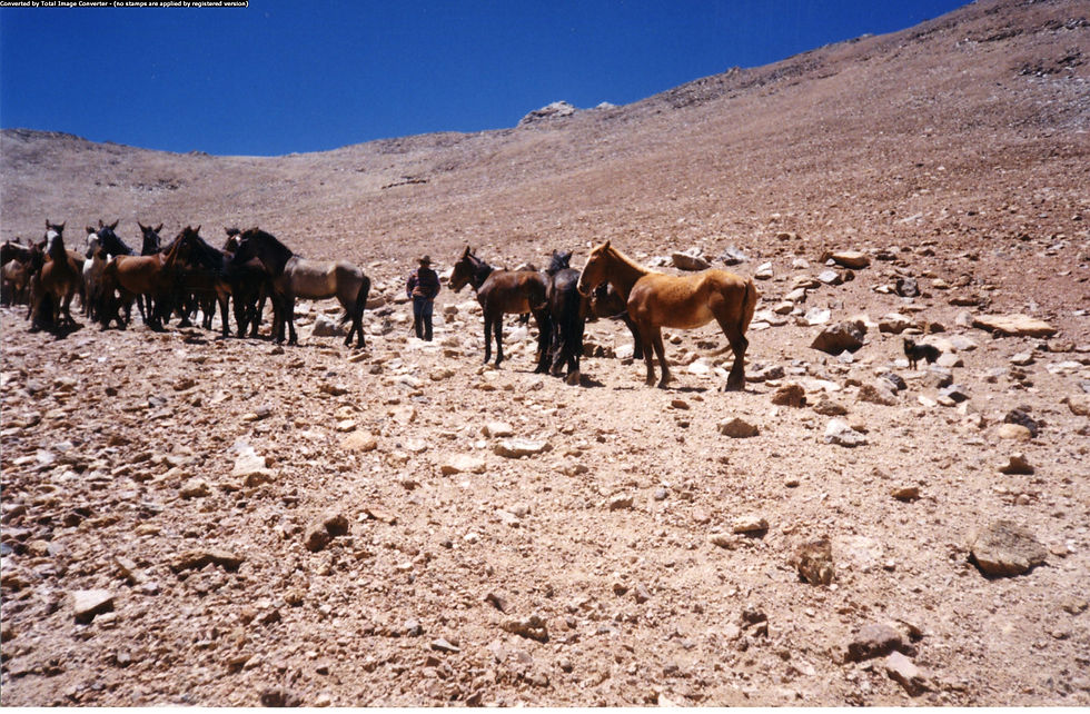 TROPILLA DE MULARES