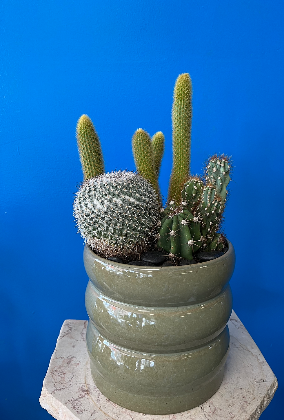 Thumbnail: Cactarium Jr