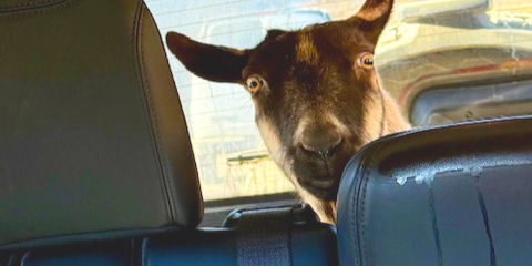 Goat takes a trip to the vet in the back of a Jeep