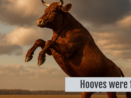 Cow rearing up on hind feet