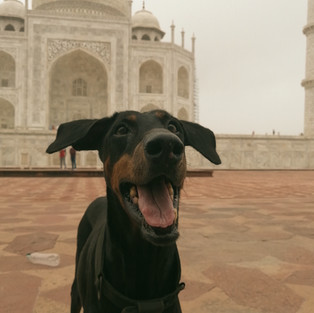 dog being silly at Taj Mahal 