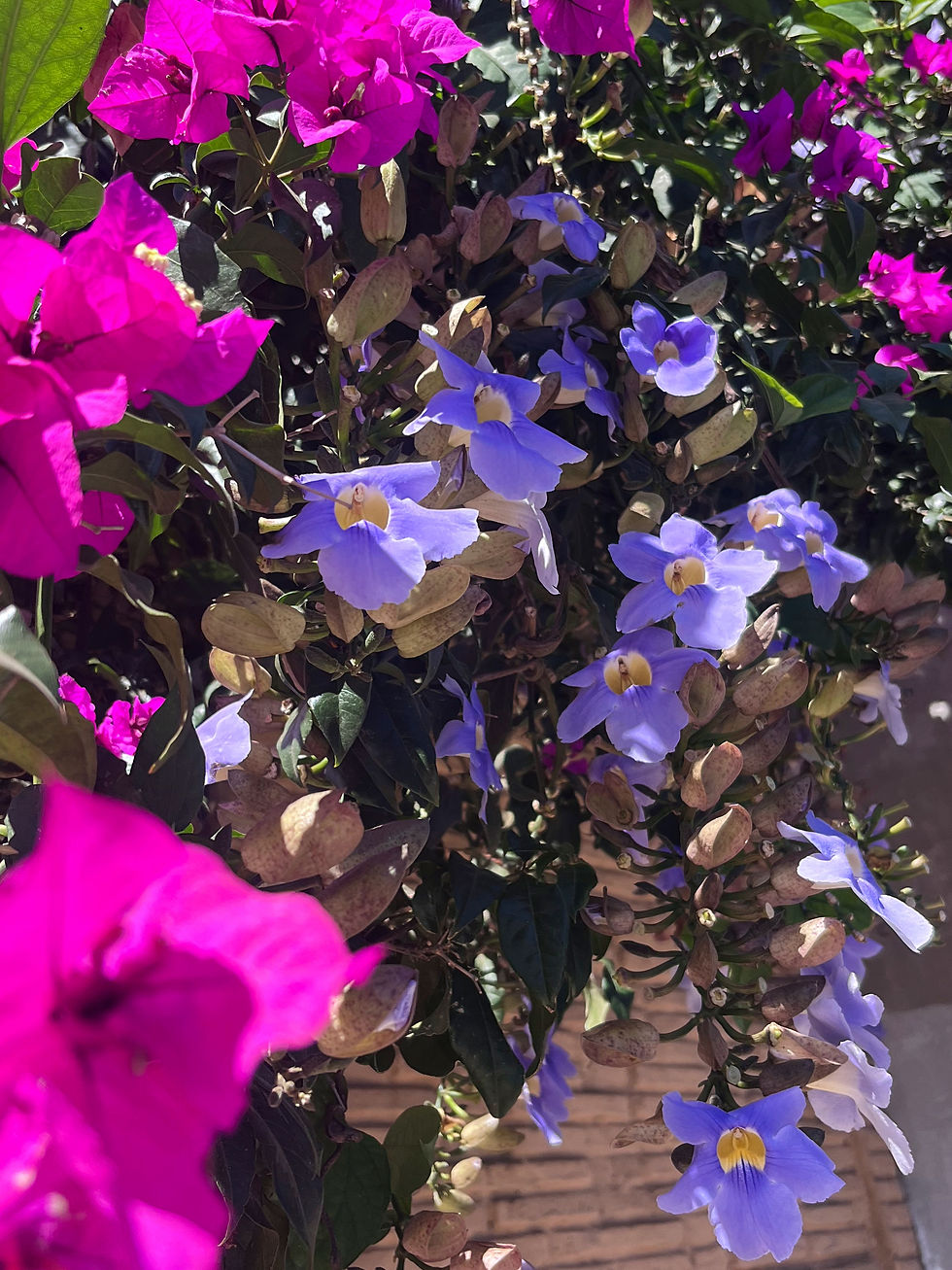 Vibrant pink and purple flowers with green leaves in sunlight, against a brick wall background. A lively and colorful scene.