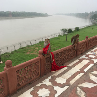monkey holding stolen sari 
