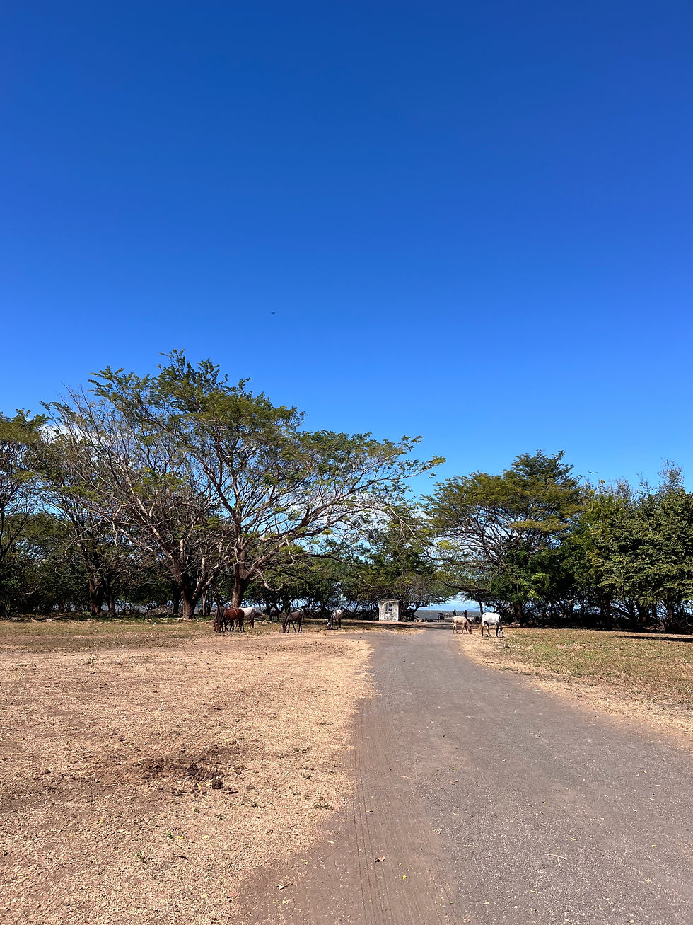 Dirt road leading to trees with a herd of horses grazing. Clear blue sky highlights the tranquil, natural setting.