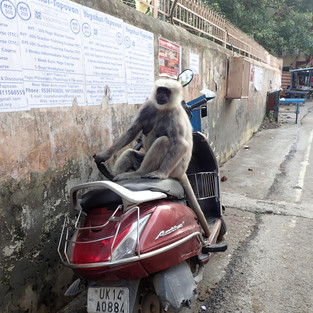 monkey on motorbike 