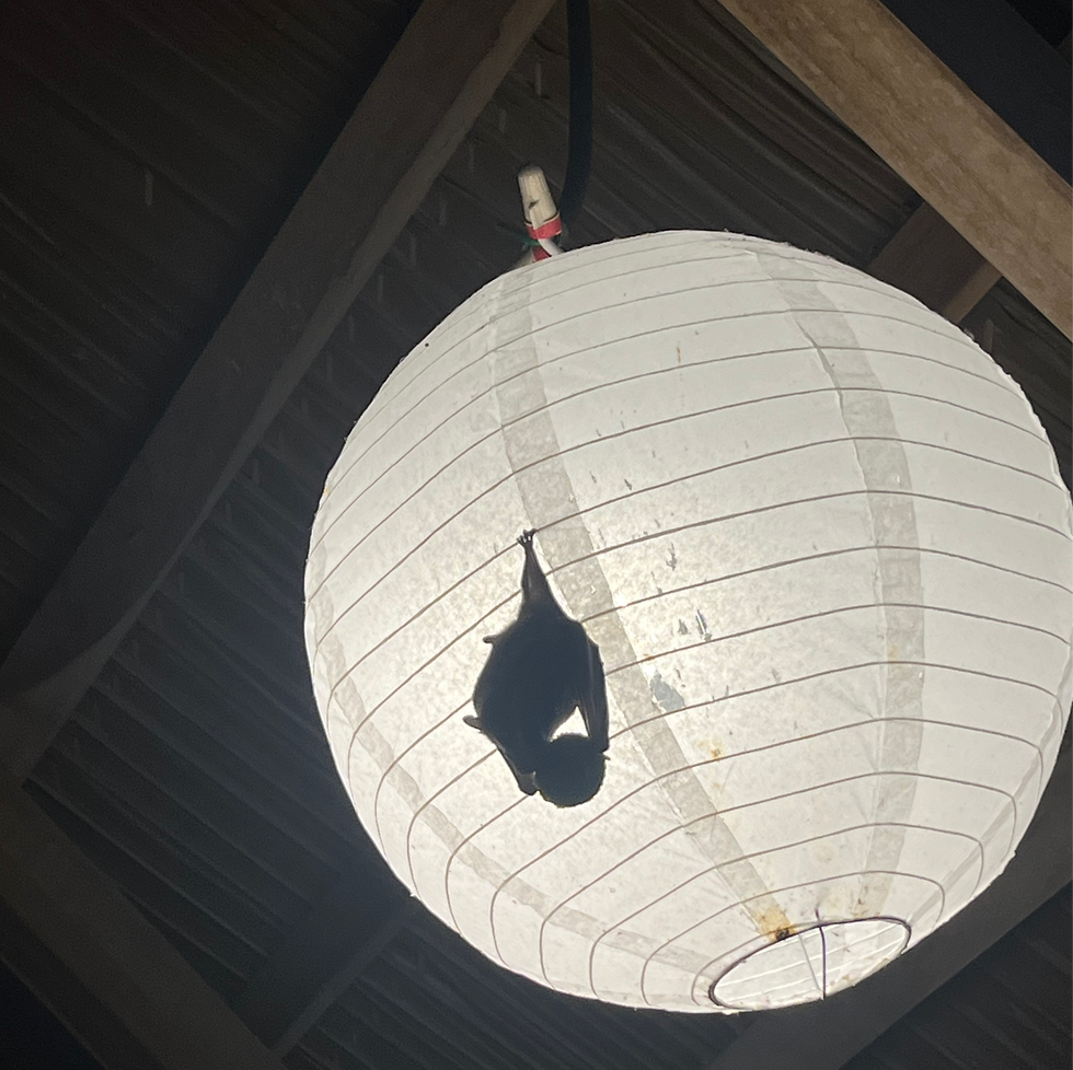 Bat hanging upside down on a white paper lantern under dark wooden beams, creating a stark indoor silhouette.