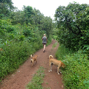 walking to the animal shelter 