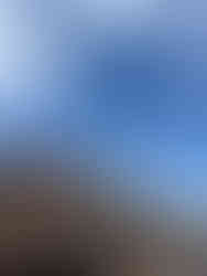 Howler at carriageworks