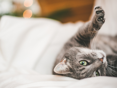 The Role of Pain Management in End-of-Life Care for Pet