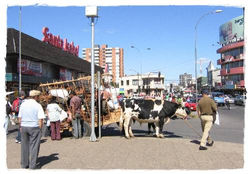 TEMUCO 6