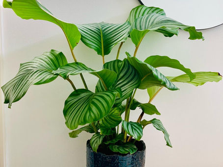 (half)Schaduwplanten: wie zijn ze en waarom?