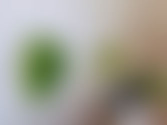 Variegated Monstera Madness