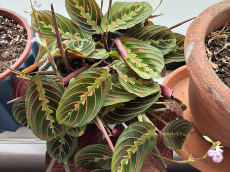🌿 Maranta verzorging: hoe je gebedsplant eindelijk gelukkig wordt (en wat potgrond daarmee te maken heeft)