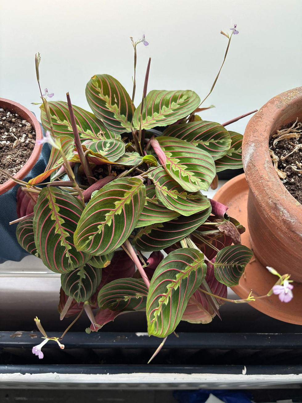 Maranta in bloei