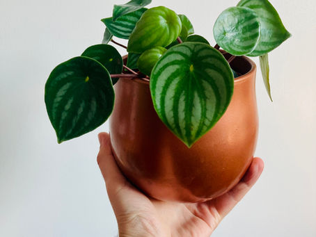 Watermelon Peperomia pret!