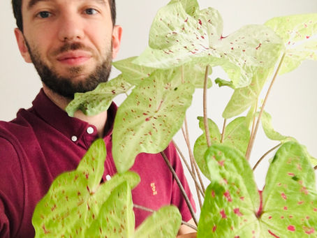 Caladium Caladium, who art thou my Caladium?