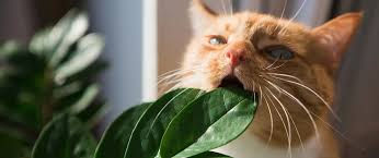 Planten + katten: een perfecte match… of toch niet?