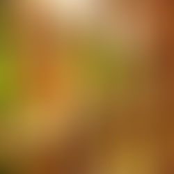 Japanese Sake in U.S.