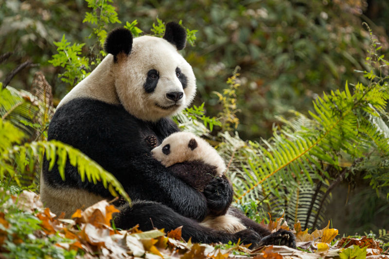 Panda.jpg