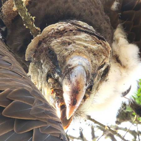 Death in The Thaka Valley