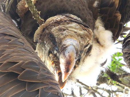 Death in The Thaka Valley