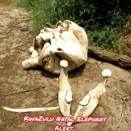 KwaZulu Natal's 1,050 Elephants at Risk