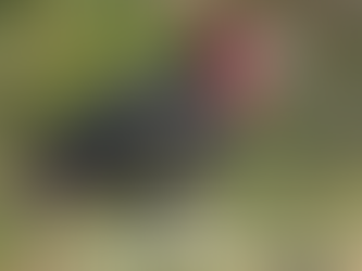 Thunderbirds of Zululand: The Fight to Save South Africa’s Endangered Southern Ground Hornbills