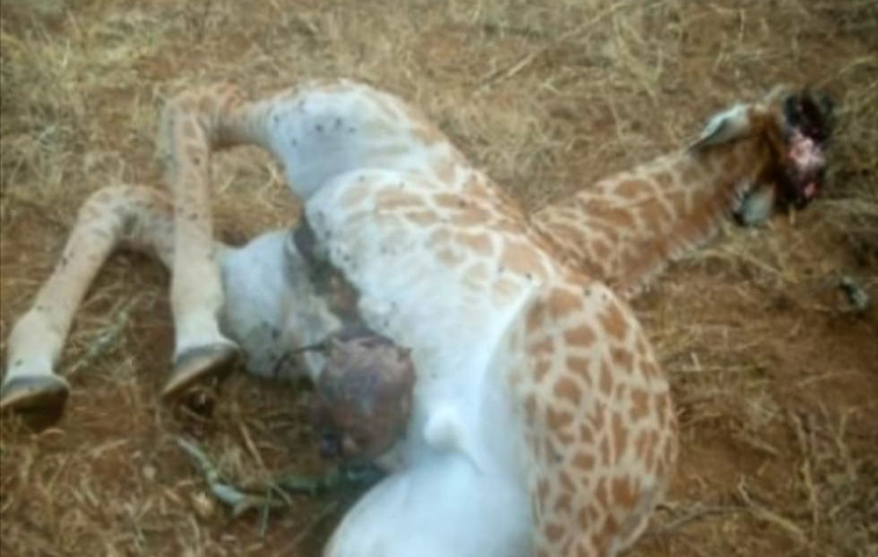 Giraffes Under Fire: Poachers Hunt Down Escaped Giraffes in Zululand