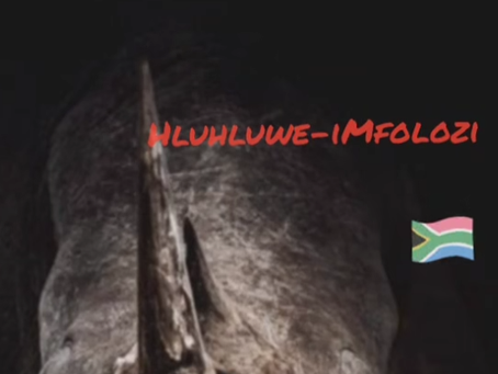 Twenty Dehorned Rhinos Killed in Zululand – Rhino Poaching Surge Shocks South Africa