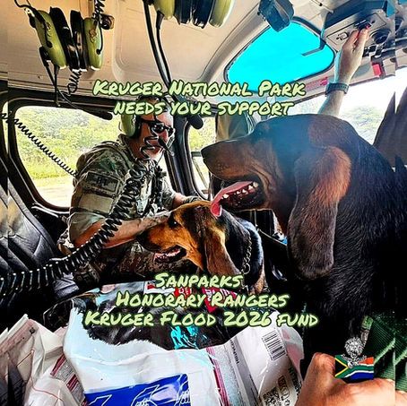 Kruger National Park - Under Pressure