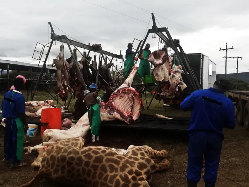 The culled wildlife sold for meat.