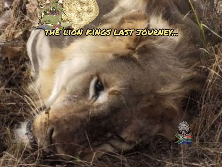 Lion King Shot Dead in Conflict