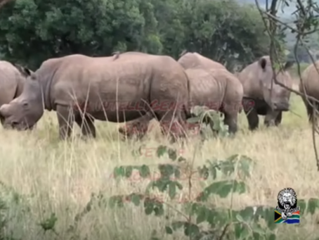 Five Suspected Rhino Poachers Shot Dead