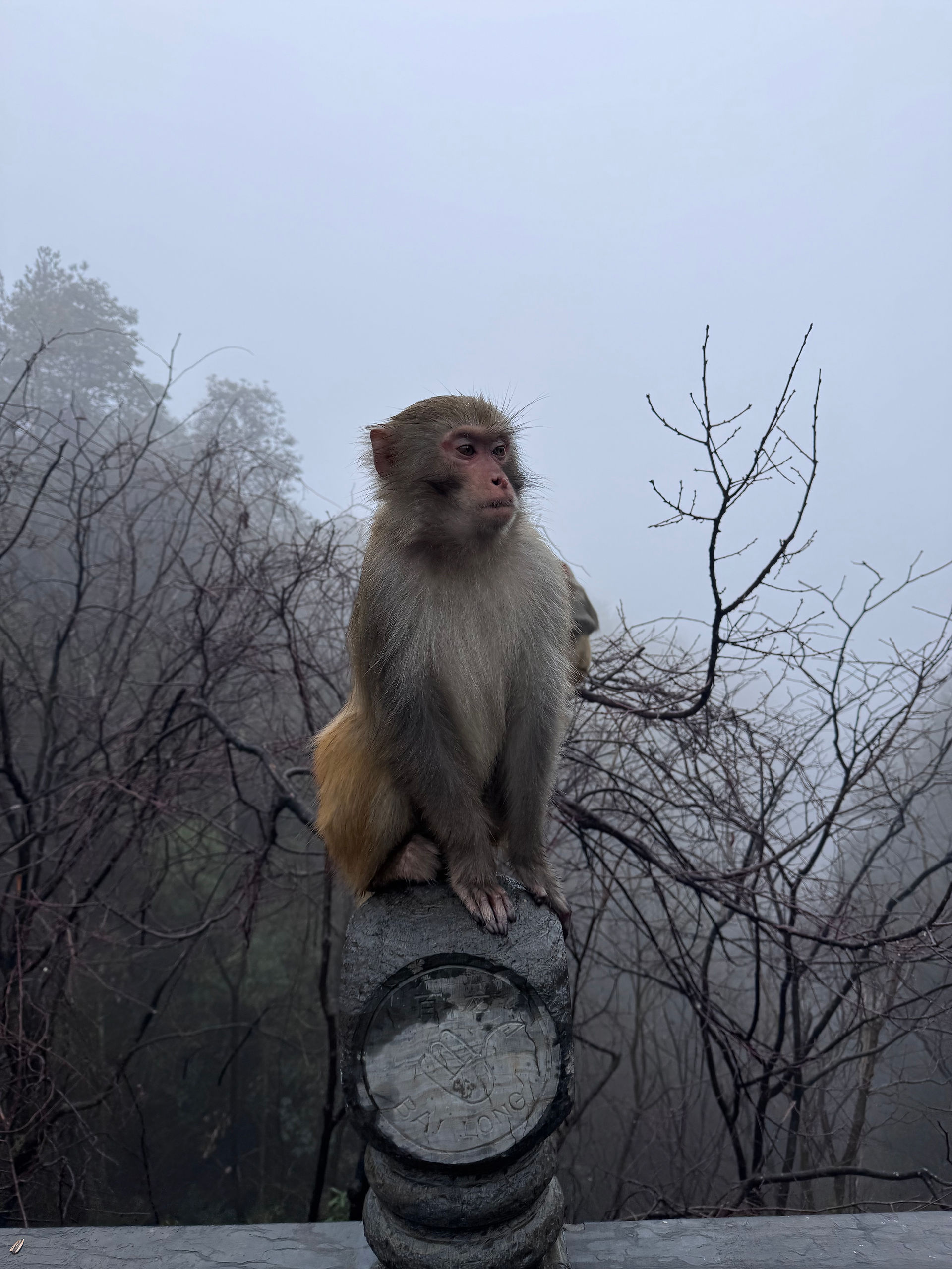 Cheeky Monkey