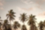 Palm Trees_edited_edited.jpg