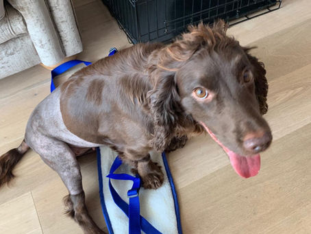 What happened to my dog, Milly?