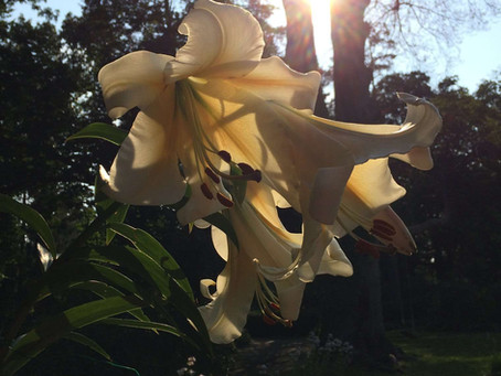The Lilies by Our Lady’s Grotto