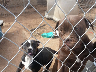 MAKING the PERPETRATORS PAY