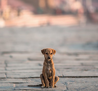 adiestramiento canino gipuzkoa