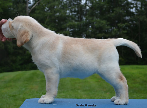 Sasha_8wks34.jpeg