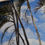 Thumbnail: "Through the Palm Trees" Original Artwork
