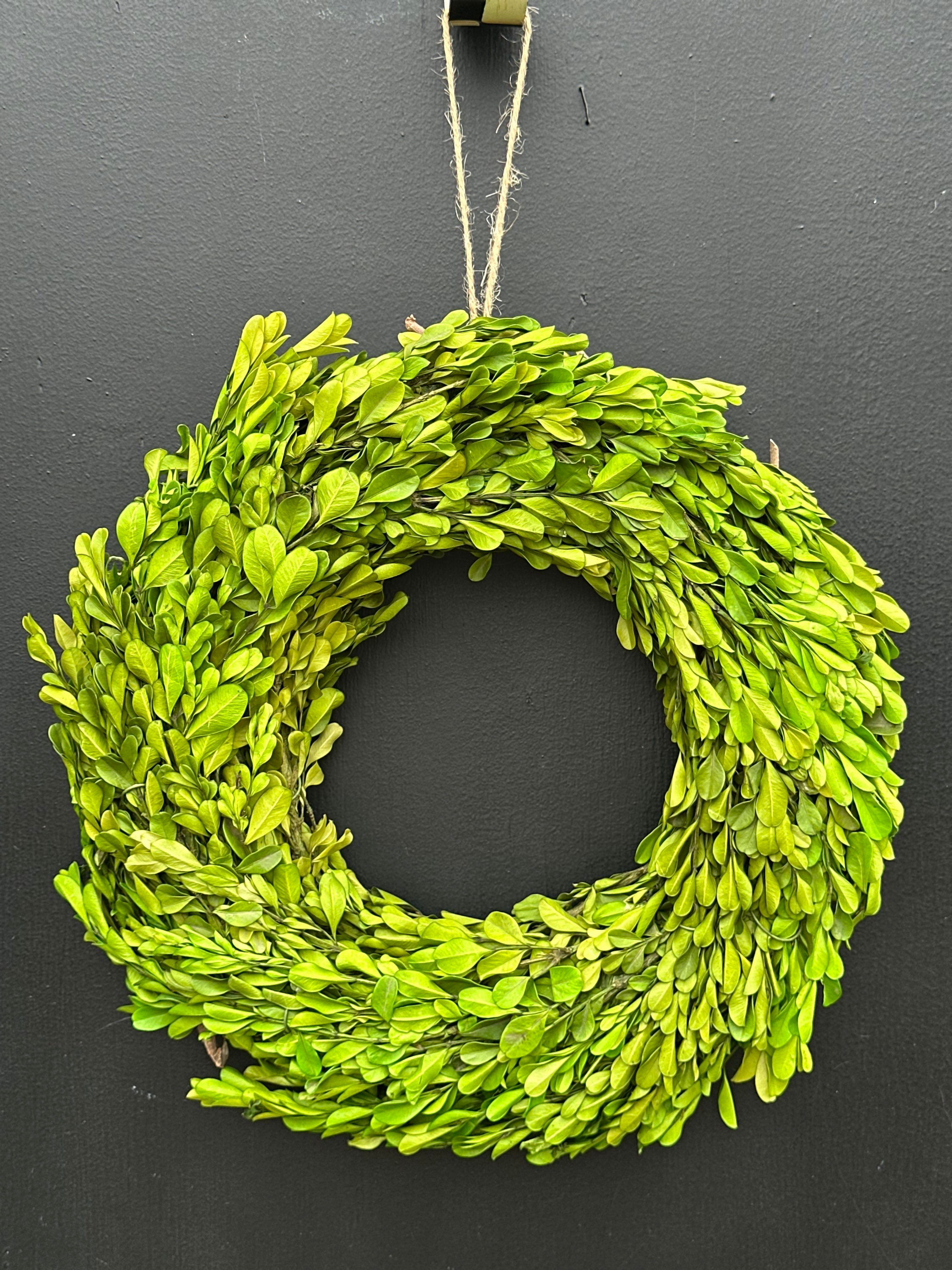 13" Preserved Boxwood Wreath - Gift-Ready Wreath, Wall Hanging Decor