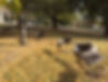 Gingko installation view.JPG.jpg