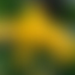 Cultivando tu jardín interior: Una guía para fortalecer la autoestima